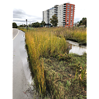 MTM king tide Oct27 image
